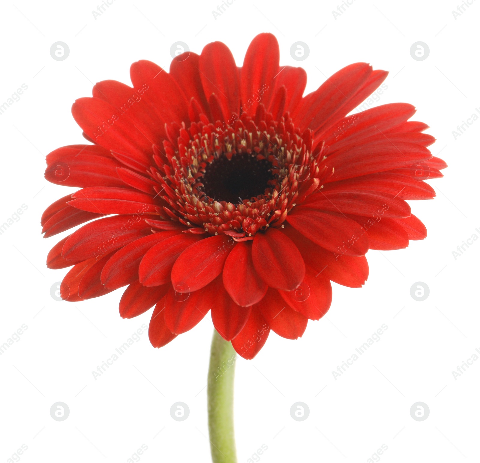 Photo of Beautiful red gerbera flower on white background