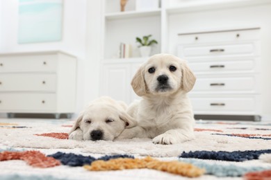 Photo of Cute little puppies lying on carpet at home