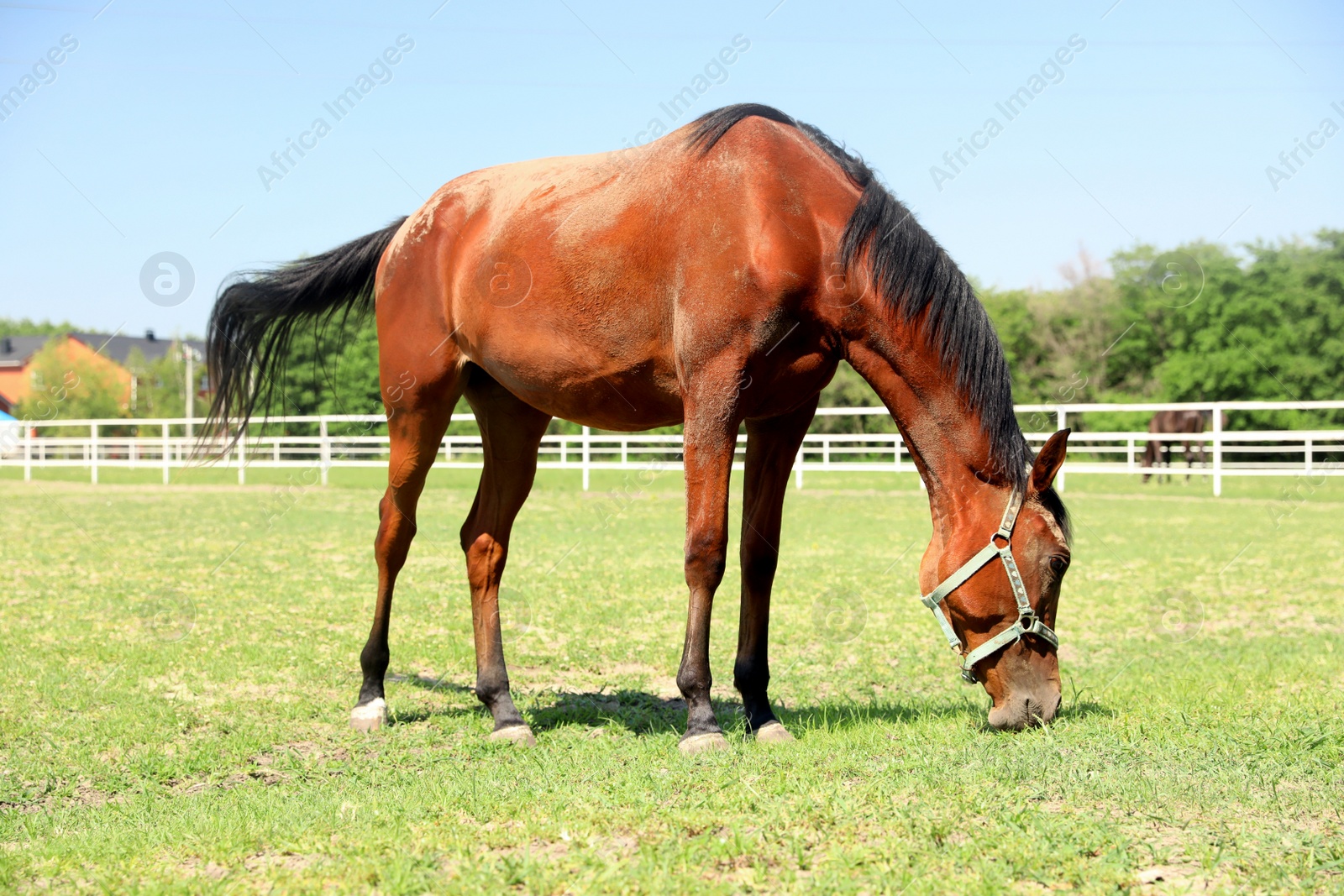 Photo of Bay horse in paddock on sunny day. Beautiful pet