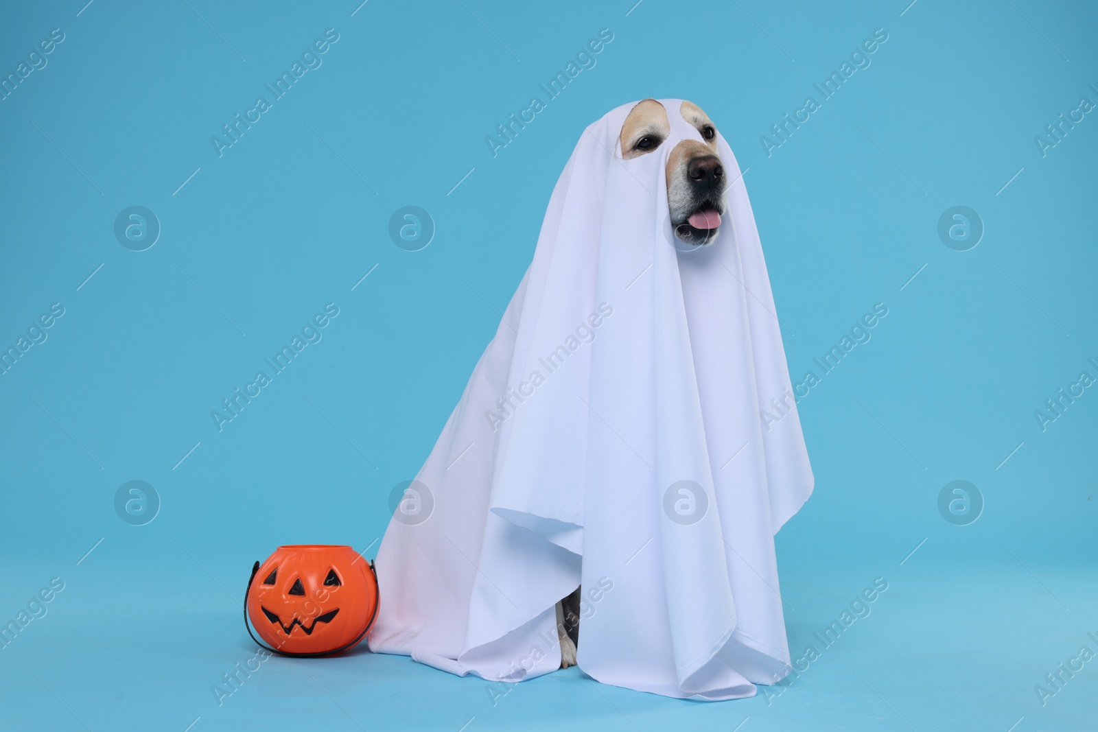 Photo of Cute Labrador Retriever dog wearing ghost costume with Halloween bucket on light blue background