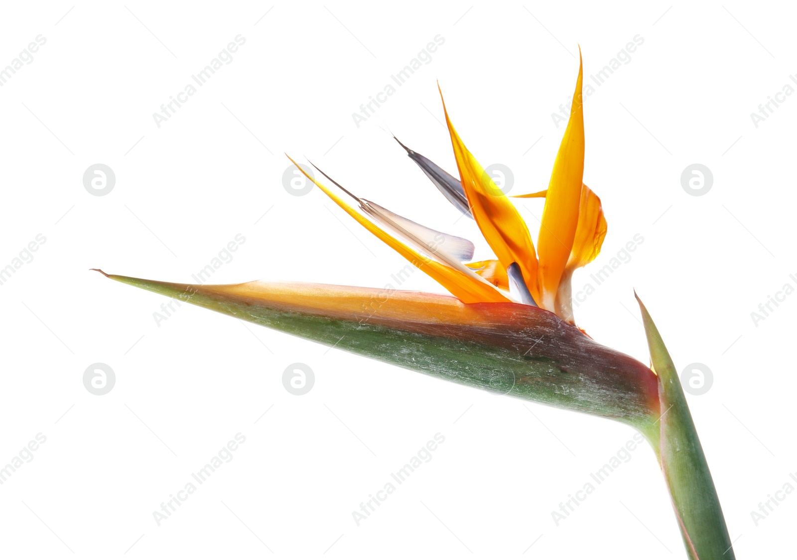 Photo of Beautiful bird of paradise flower on white background. Tropical plant