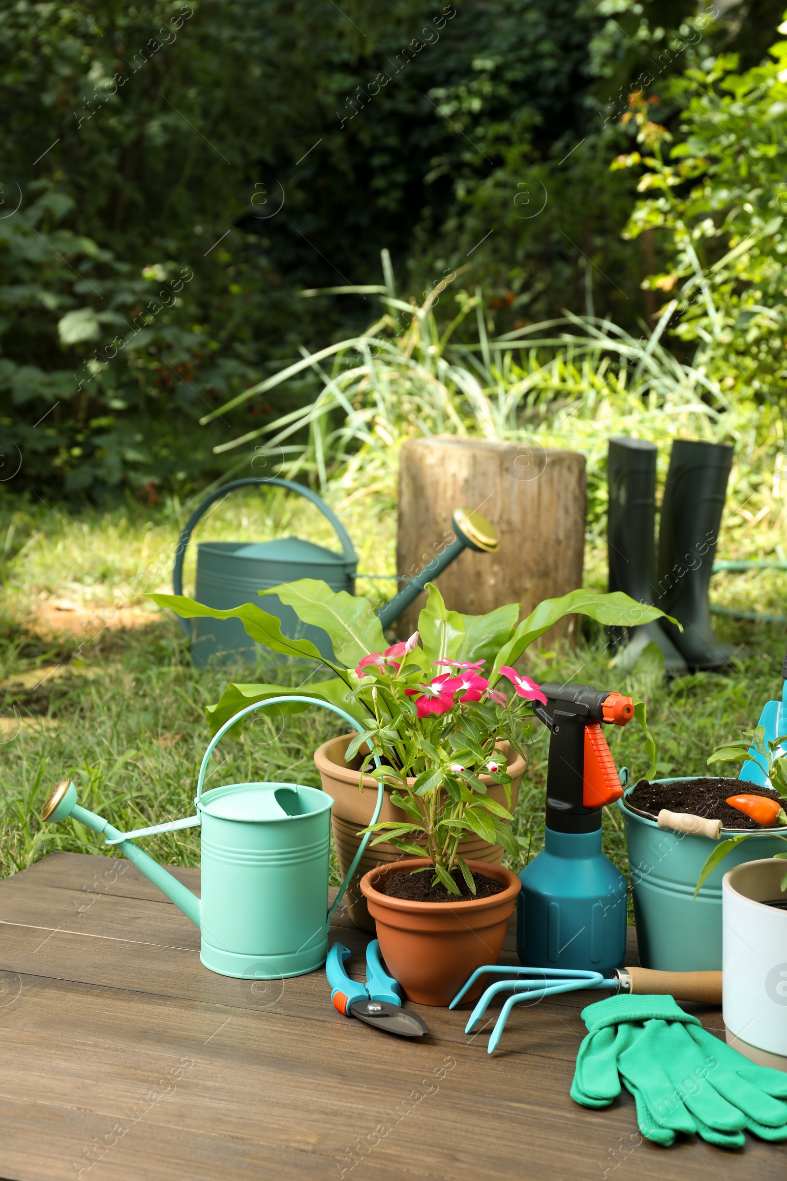 Photo of Beautiful plants and gardening tools on wooden table in garden, space for text