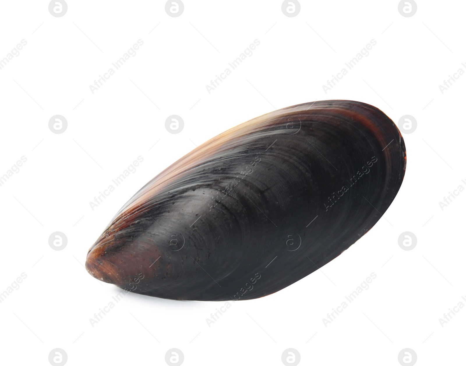 Photo of Mussel shell isolated on white, top view