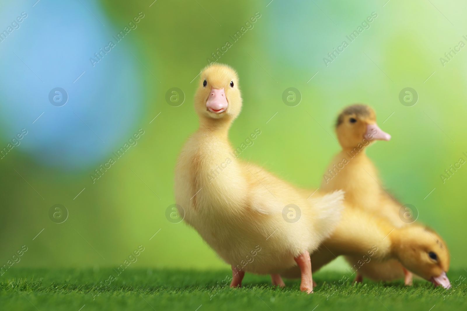 Photo of Cute fluffy ducklings on artificial grass against blurred background, closeup. Baby animals