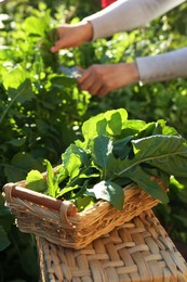 Photo of Woman cutting fresh green herbs outdoors, focus on wicker basket