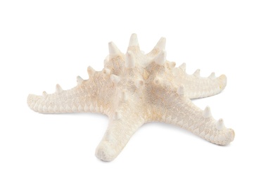 Photo of Beautiful starfish on white background. Beach object