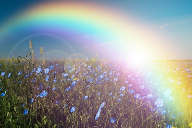 Picturesque view of meadow with blooming flowers and beautiful rainbow on sunny day