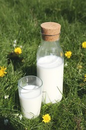 Photo of Glass and bottle of fresh milk on green grass outdoors