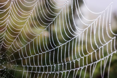 Photo of Closeup view of cobweb with dew drops outdoors