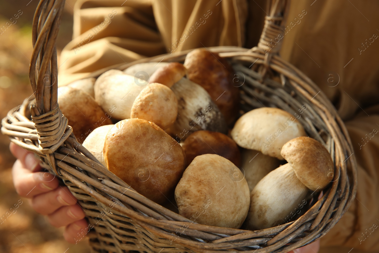 Photo of Woman holding basket with porcini mushrooms outdoors, closeup