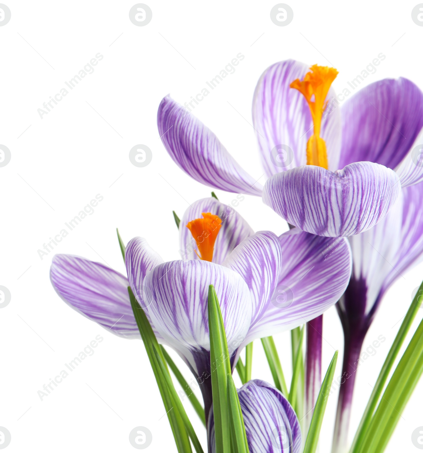 Photo of Beautiful spring crocus flowers on white background