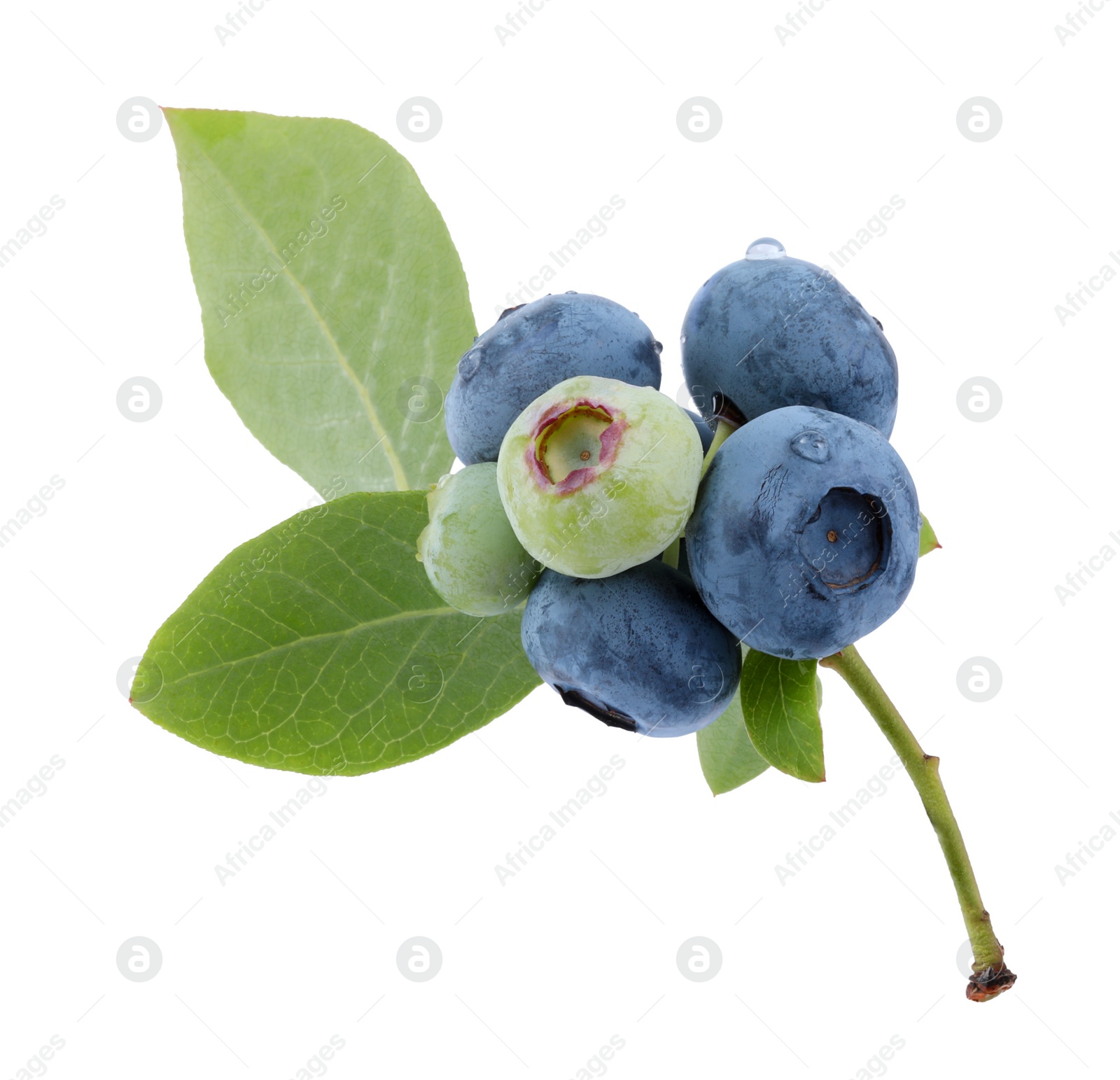 Photo of Twig with tasty blueberries and leaves isolated on white