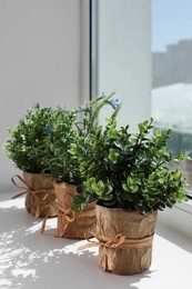 Photo of Artificial potted herbs on sunny day on windowsill indoors. Home decor