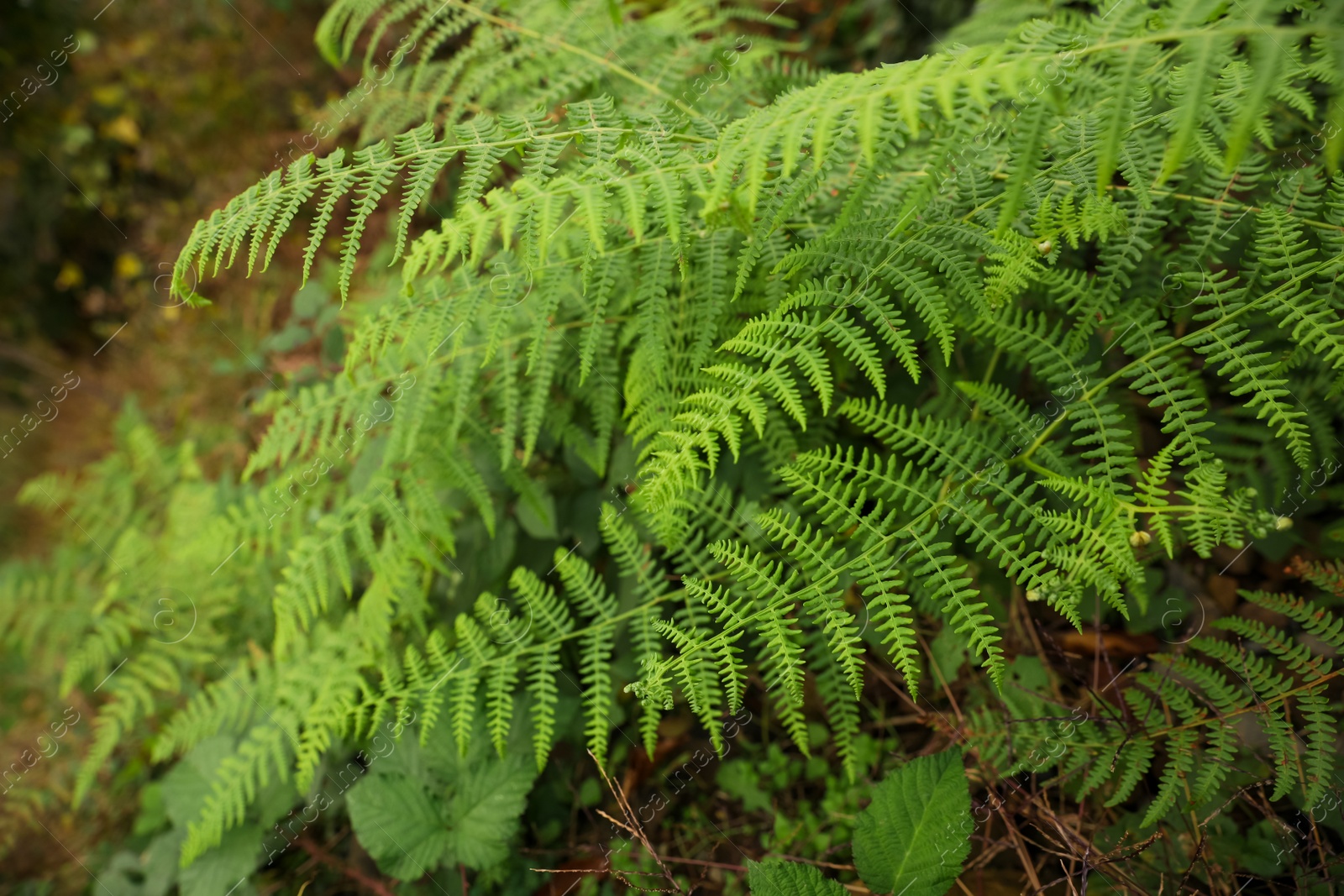 Photo of Beautiful green fern with lush leaves growing outdoors, above view