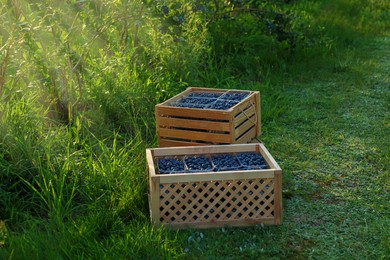 Photo of Boxes of fresh blueberries on green grass outdoors. Seasonal berries