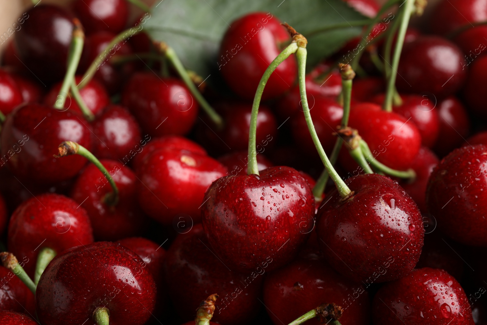 Photo of Ripe sweet cherries with water drops as background, closeup