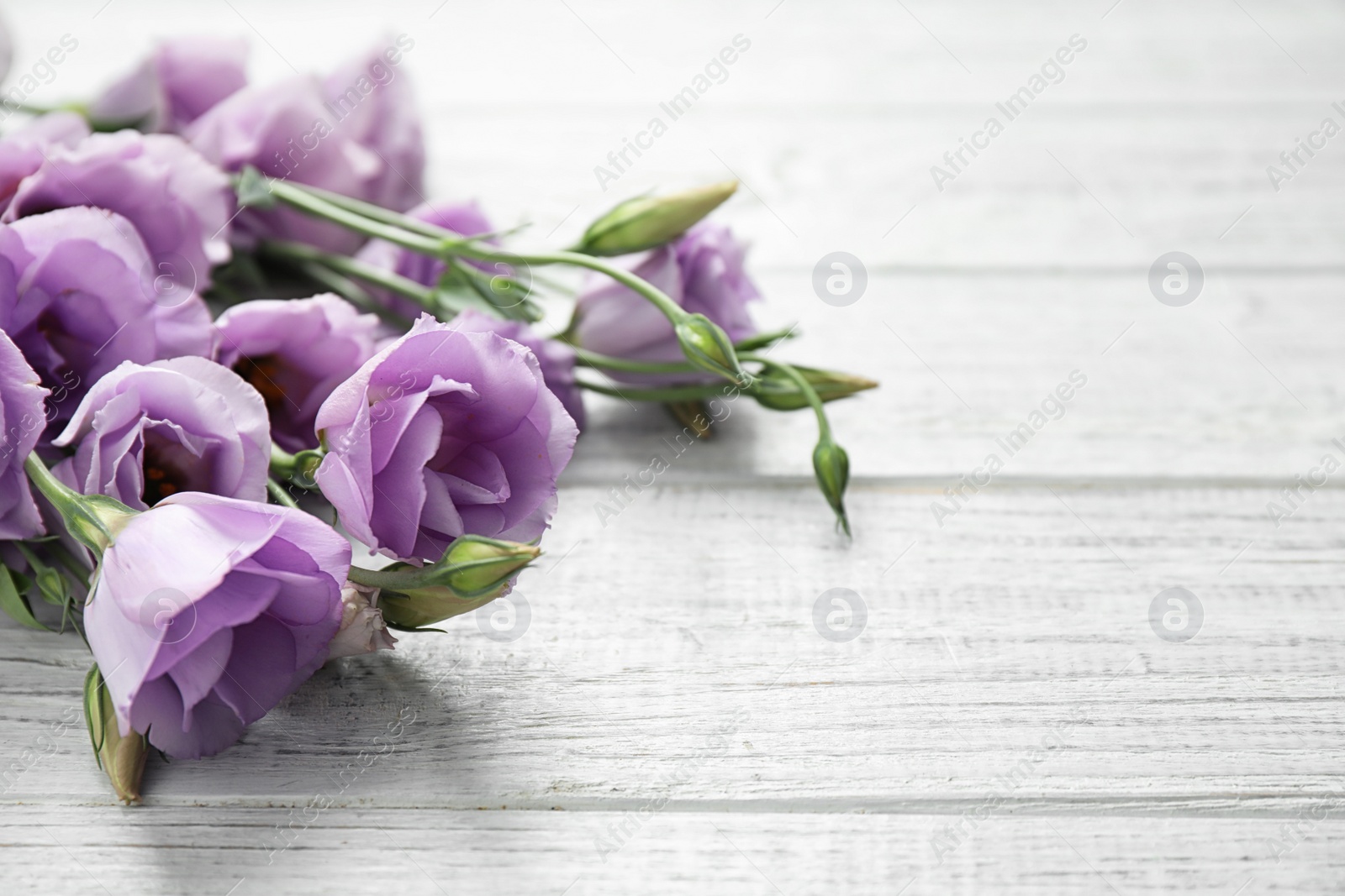 Photo of Beautiful fresh Eustoma flowers on white wooden table, space for text