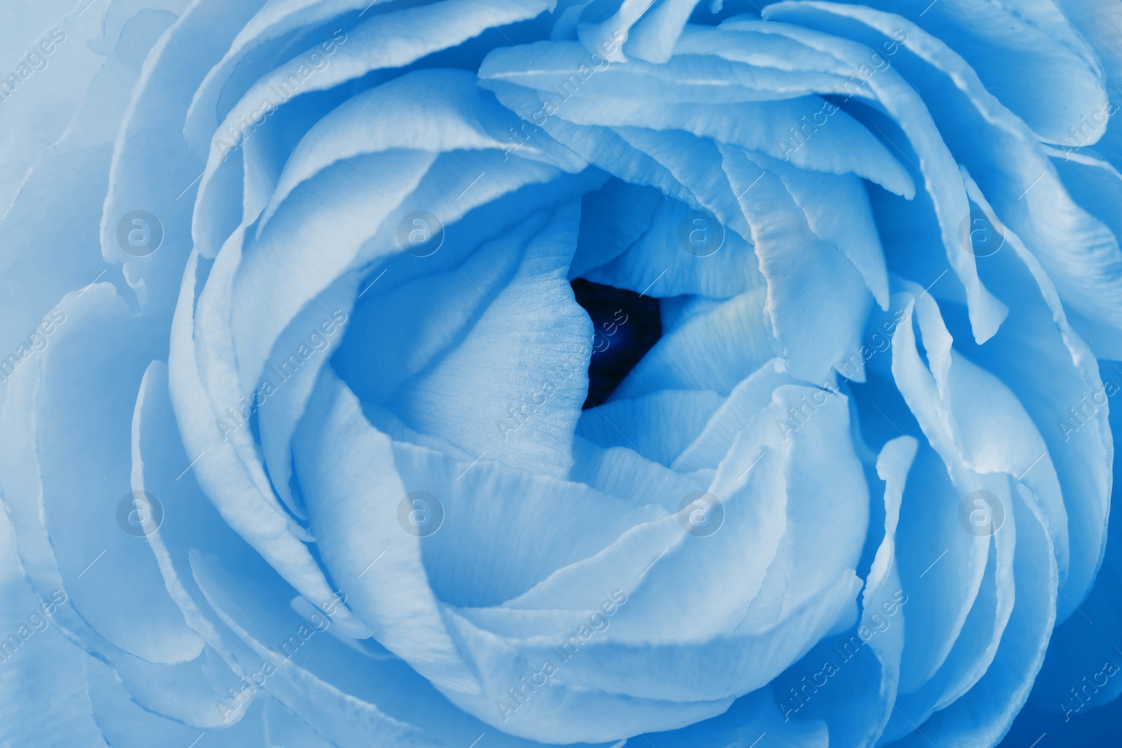 Image of Beautiful light blue ranunculus flower as background, closeup