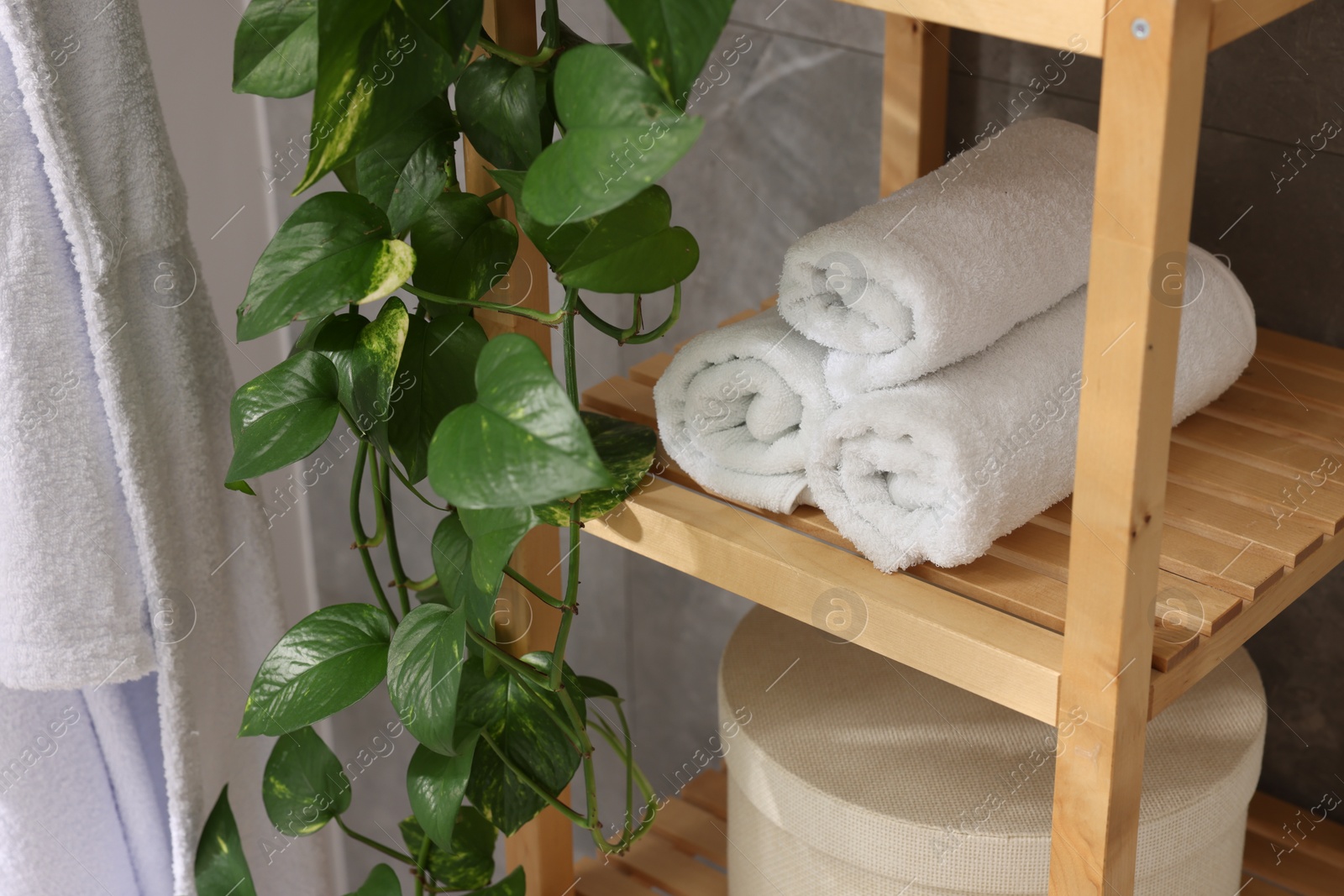 Photo of Rolled towels, box and houseplant on shelves indoors