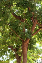 Photo of Green plant at tropical resort on sunny day