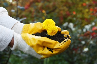 Woman in gardening gloves holding pile of soil with flowers outdoors, closeup