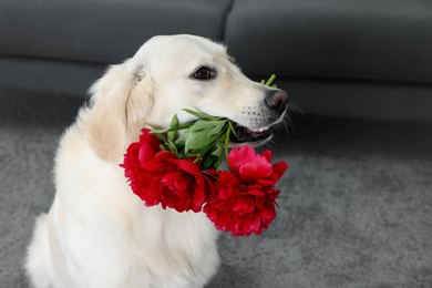 Photo of Cute Labrador Retriever with beautiful peony flowers indoors