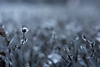 Plants in ice glaze outdoors on winter day, closeup