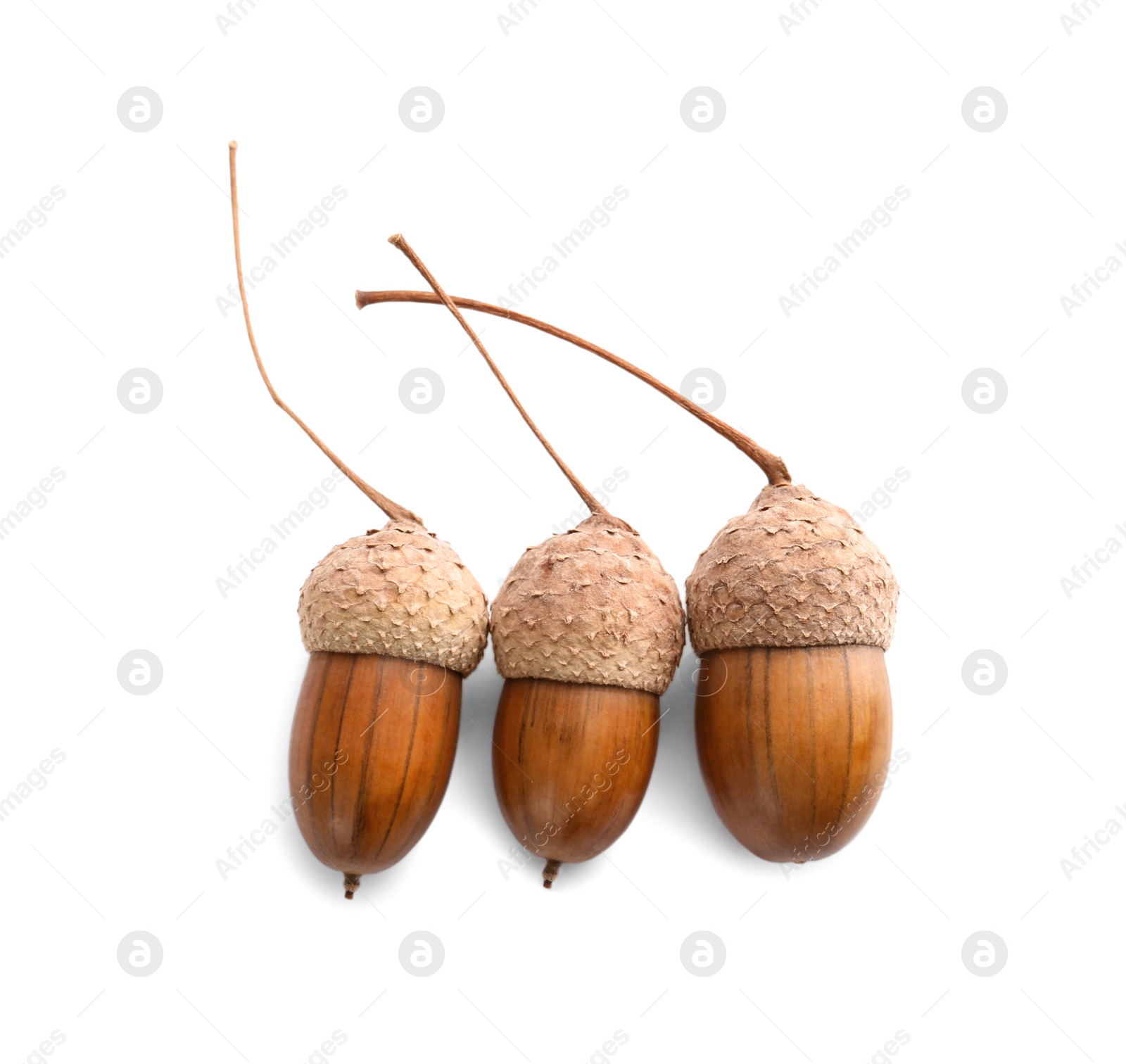 Photo of Beautiful brown acorns on white background, top view