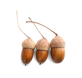 Beautiful brown acorns on white background, top view