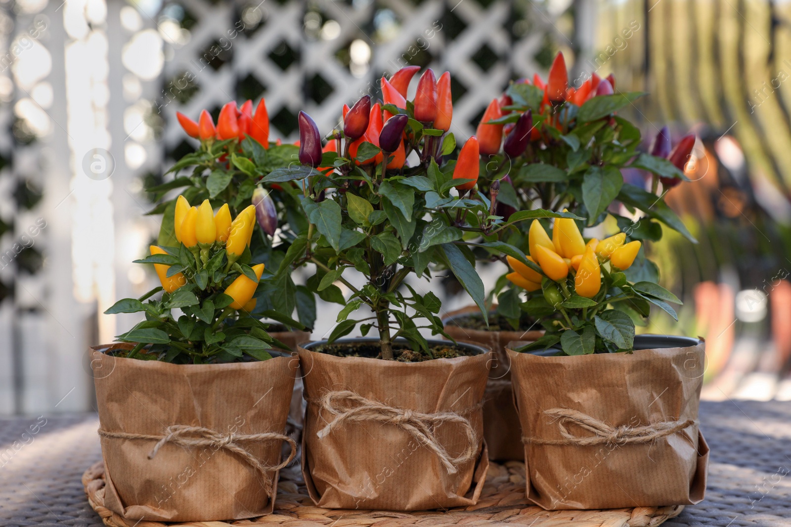 Photo of Capsicum Annuum plants. Many potted multicolor Chili Peppers on table outdoors