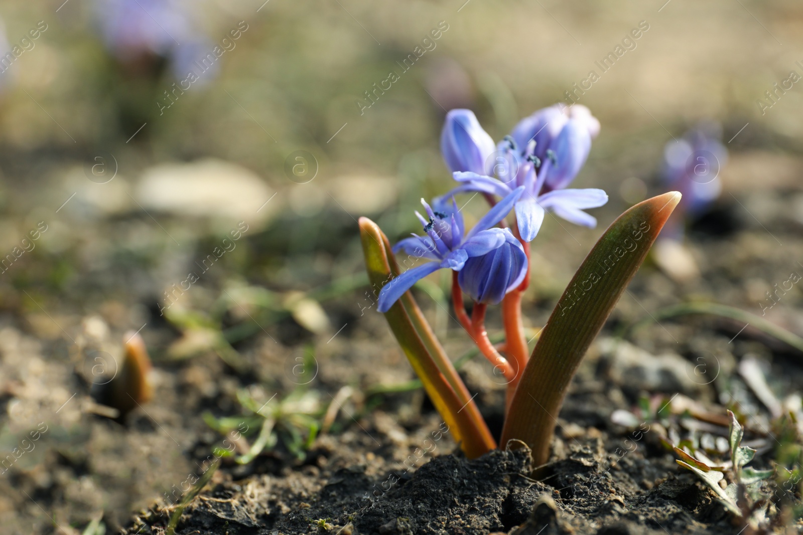Photo of Beautiful lilac alpine squill flowers in garden