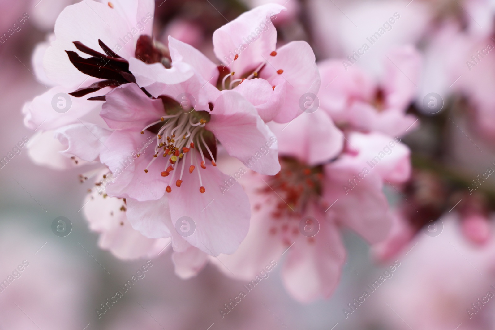 Photo of Amazing spring blossom. Closeup view of cherry tree with beautiful pink flowers outdoors