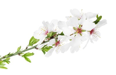 Photo of Tree branch with beautiful blossoms isolated on white. Spring season