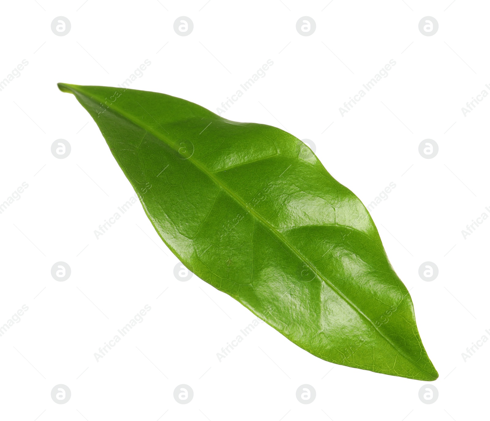 Photo of Fresh green coffee leaf isolated on white