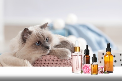 Aromatherapy for animals. Essential oils and cute cat on background