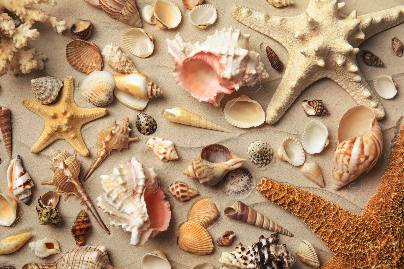 Photo of Different beautiful sea shells on sand, flat lay