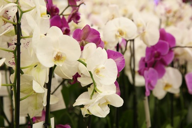 Photo of Beautiful blooming orchid flowers, closeup. Tropical plant