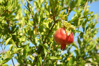 Photo of Pomegranate tree with ripening fruit outdoors on sunny day, space for text
