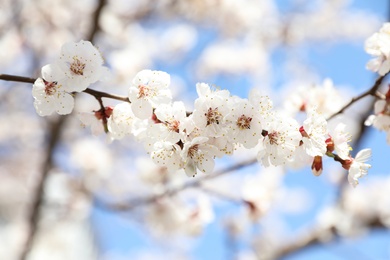 Beautiful apricot tree branch with tiny tender flowers outdoors. Awesome spring blossom