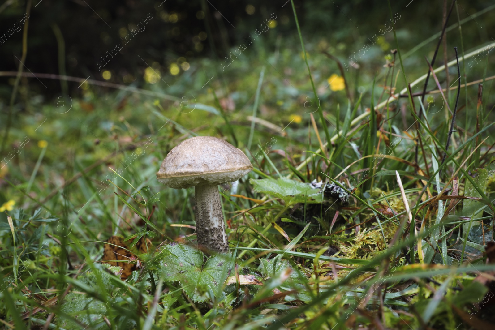 Photo of One white poisonous mushroom growing in forest