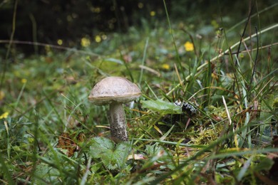 Photo of One white poisonous mushroom growing in forest