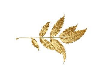 Twig of golden rowan leaves isolated on white. Autumn season