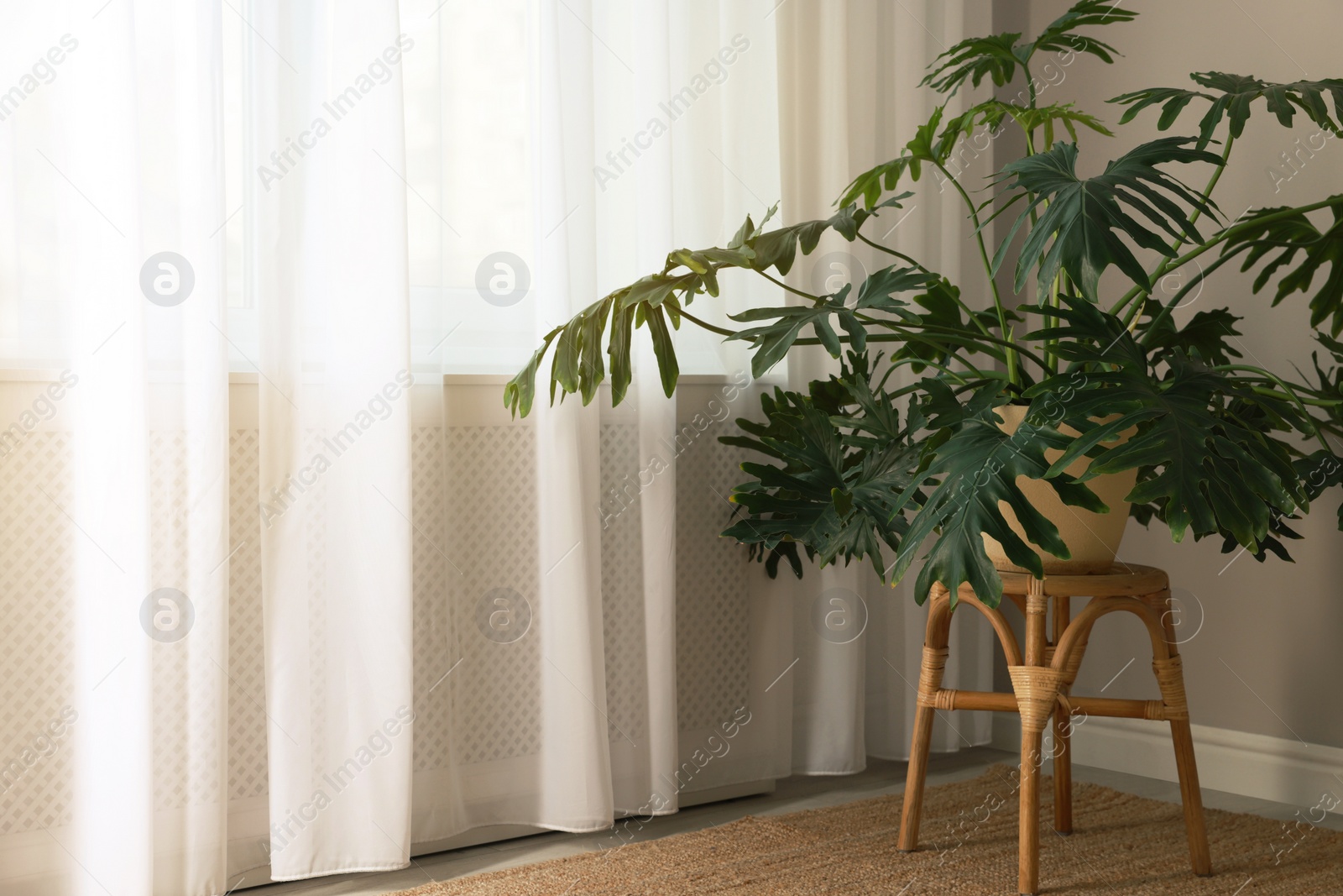 Photo of Beautiful green plant on wicker stool near window indoors, space for text