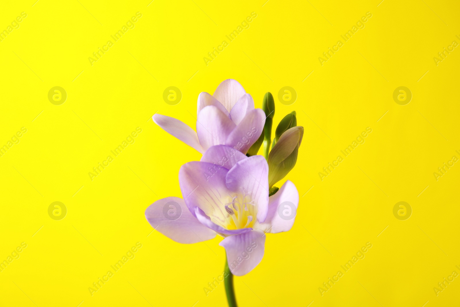 Photo of Beautiful freesia with fragrant flowers on color background