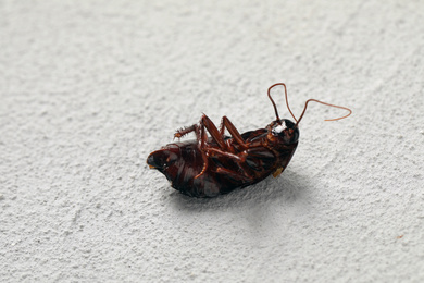 Photo of Dead brown cockroach on light grey stone background, closeup. Pest control