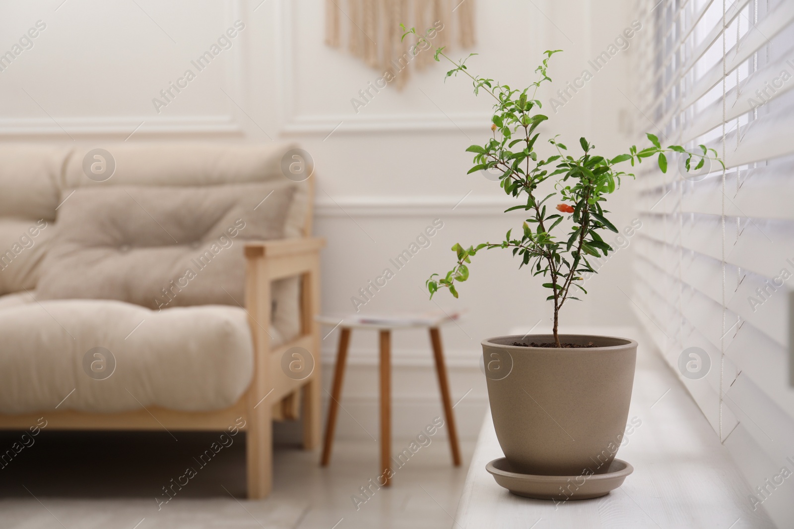 Photo of Young potted pomegranate tree on window sill indoors, space for text