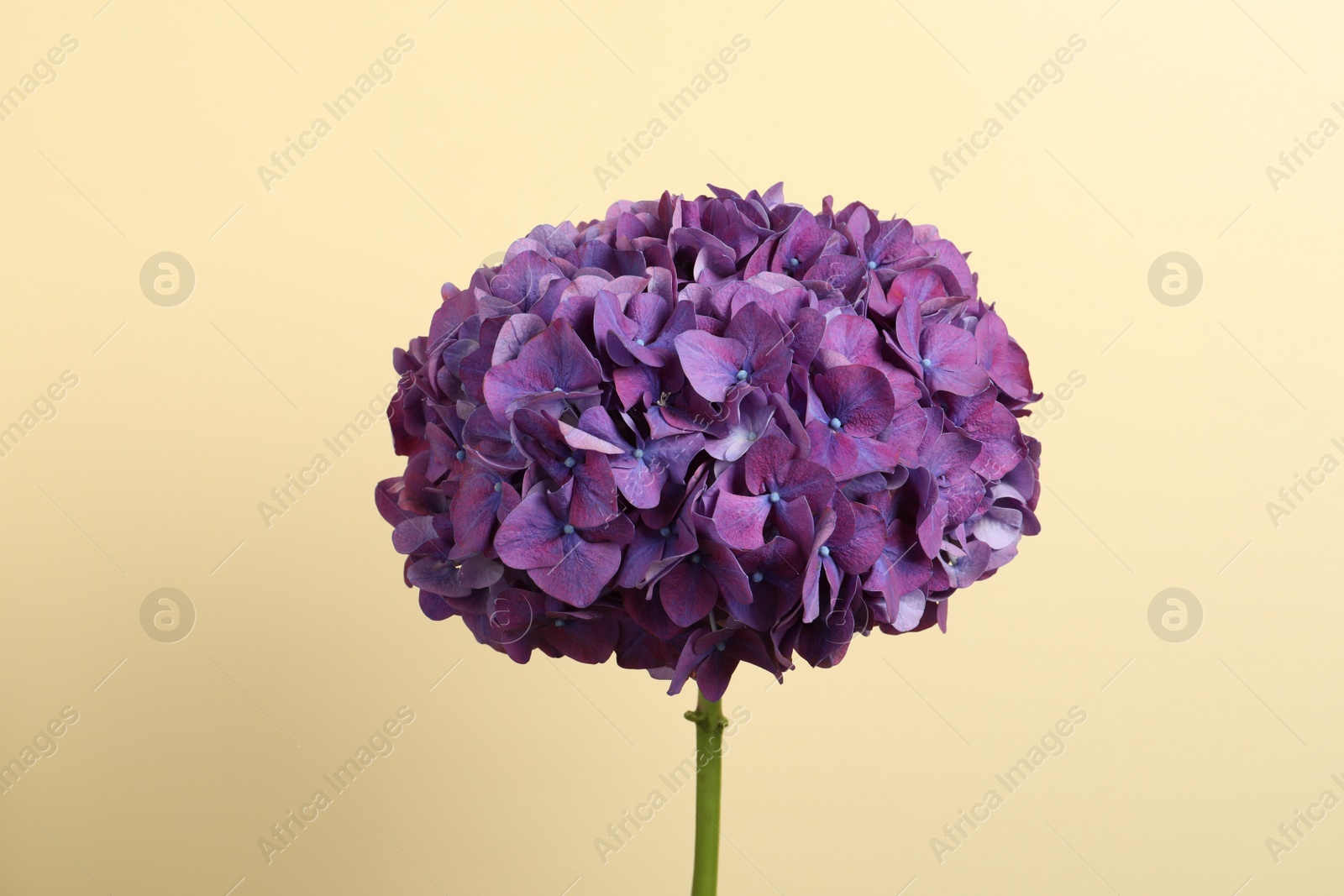 Photo of Delicate violet hortensia flowers on beige background