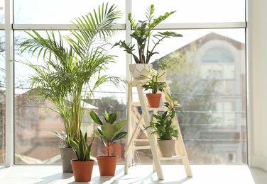 Different green potted plants near window at home