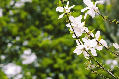 Beautiful magnolia blossoms on spring day