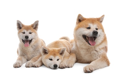 Adorable Akita Inu dog and puppies isolated on white